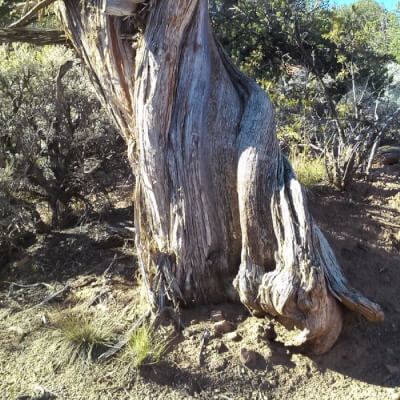 Marivoet, Lu Lu Marivoet